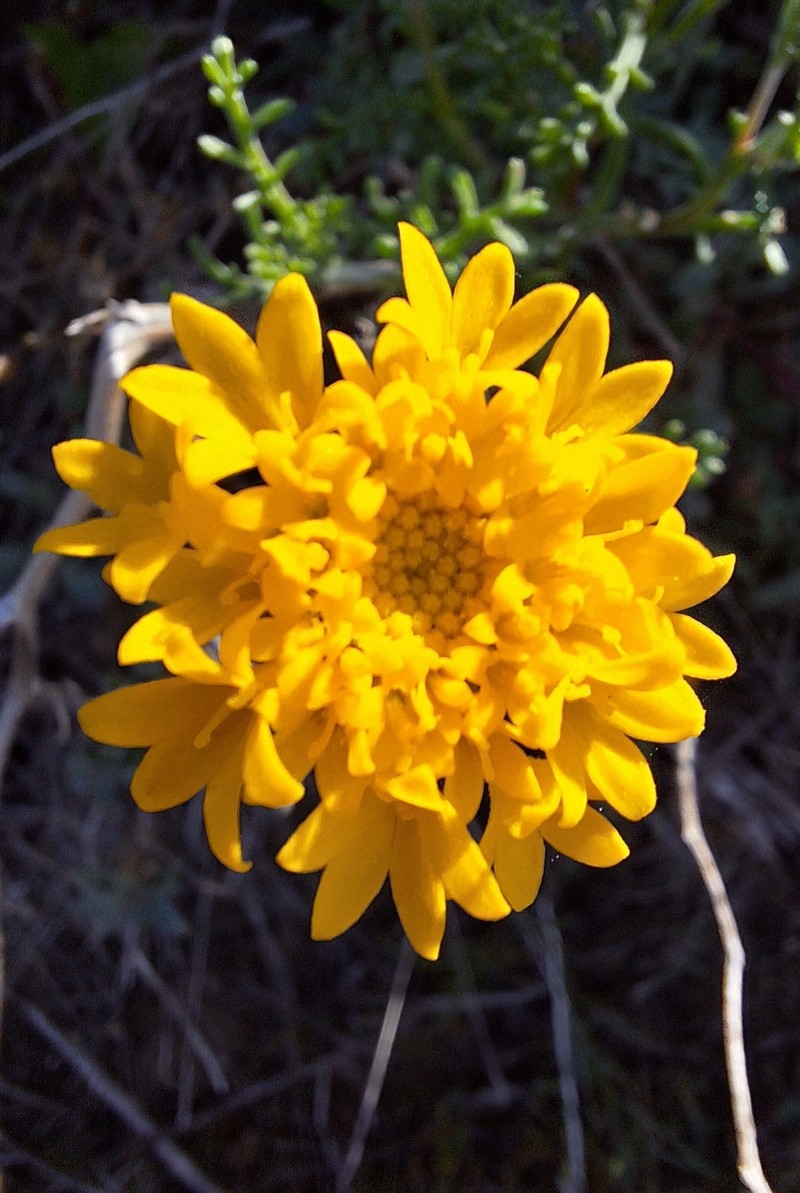 Chaenactis glabriuscula var. orcuttiana