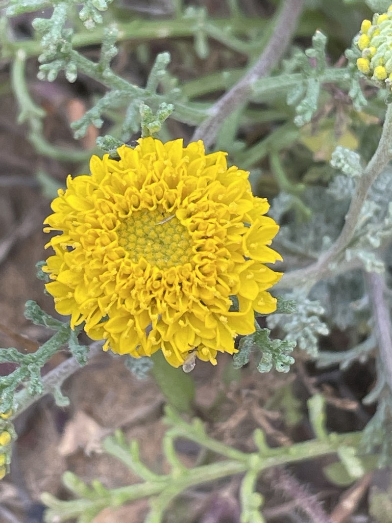 Chaenactis glabriuscula var. orcuttiana photo 2