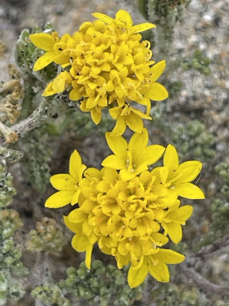 Chaenactis glabriuscula var. orcuttiana photo 3