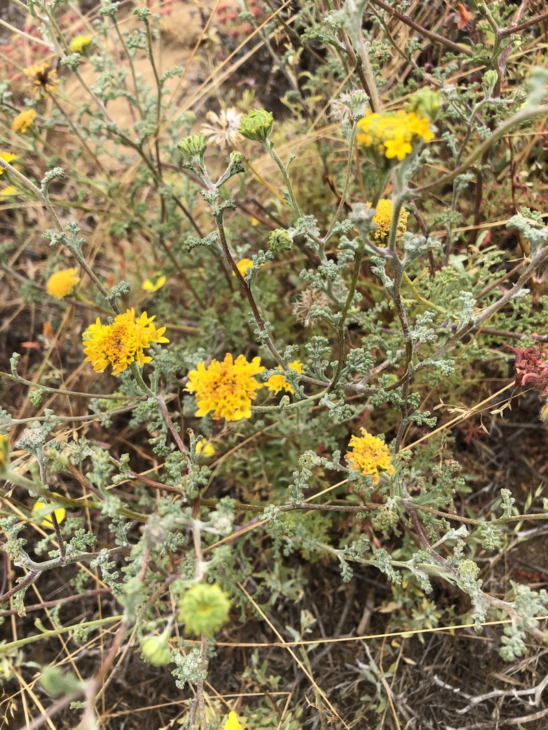 Chaenactis glabriuscula var. orcuttiana photo 4