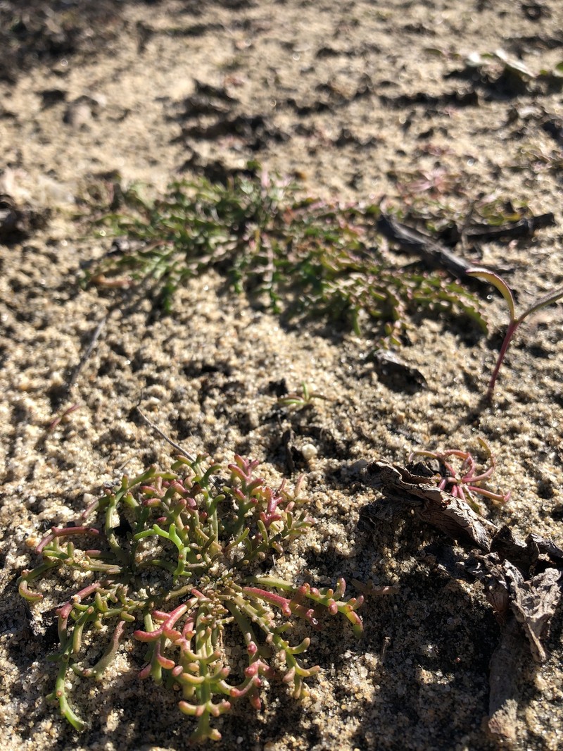 Chaenactis glabriuscula var. orcuttiana photo 5