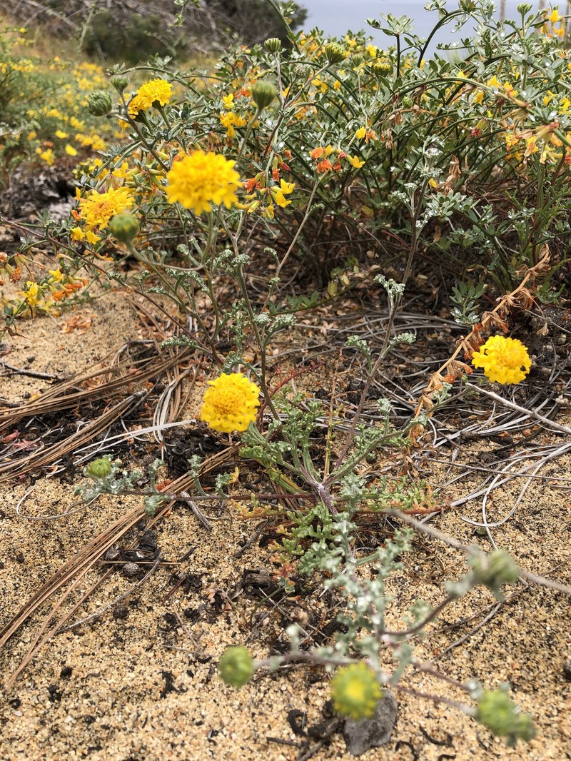 Chaenactis glabriuscula var. orcuttiana photo 6
