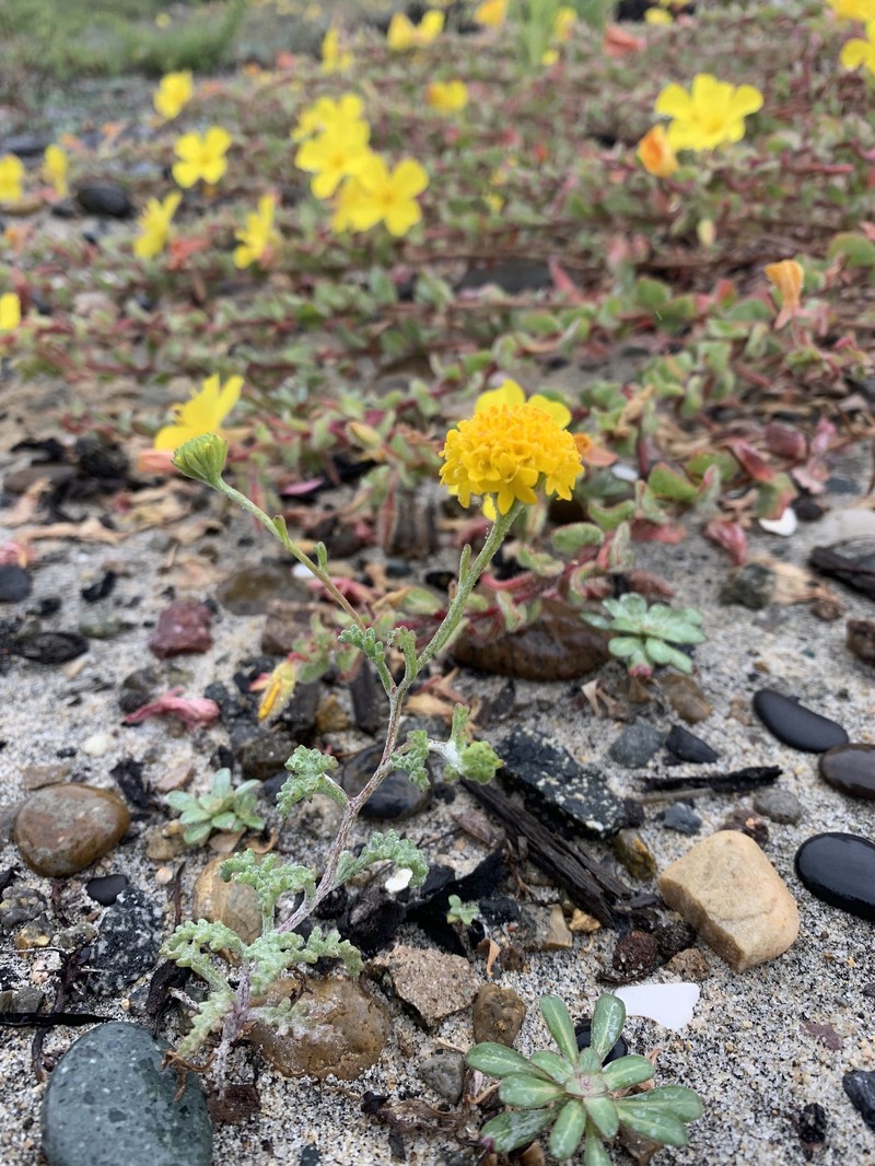 Chaenactis glabriuscula var. orcuttiana photo 7