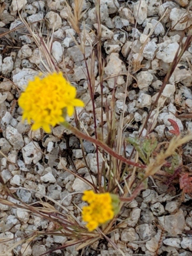 Chaenactis kyhosii