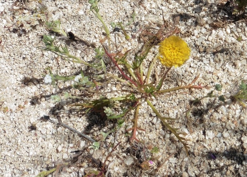 Chaenactis kyhosii photo 2