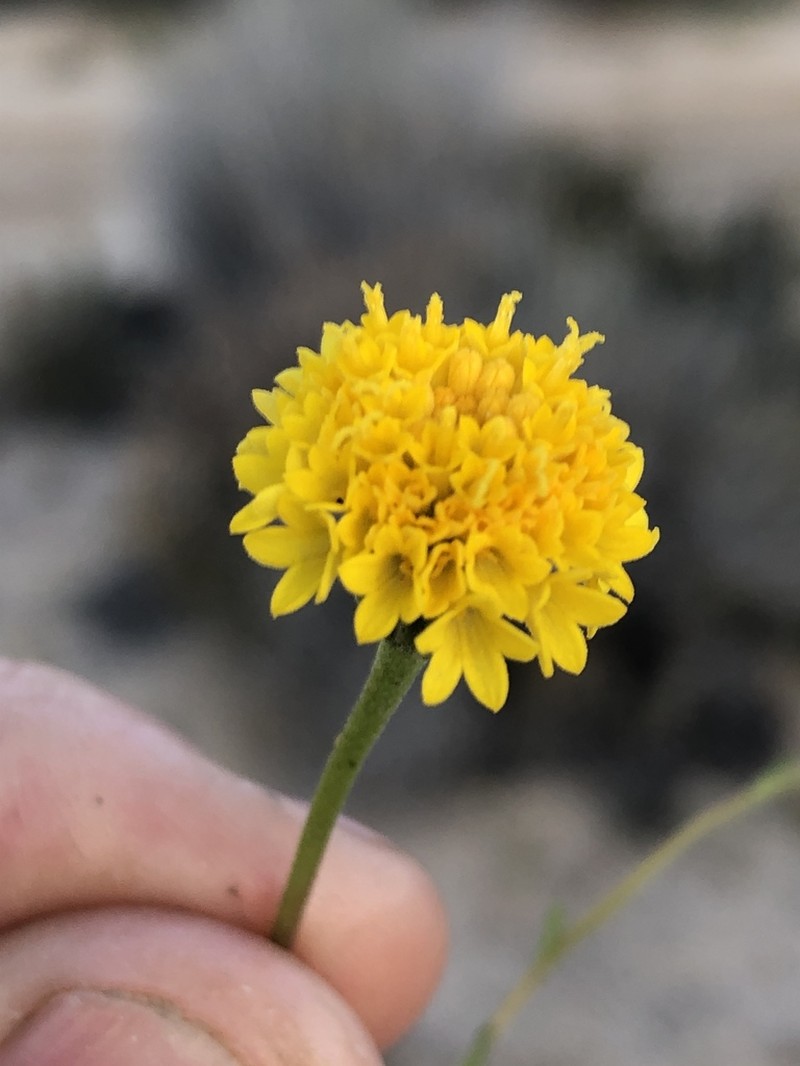 Chaenactis kyhosii photo 3