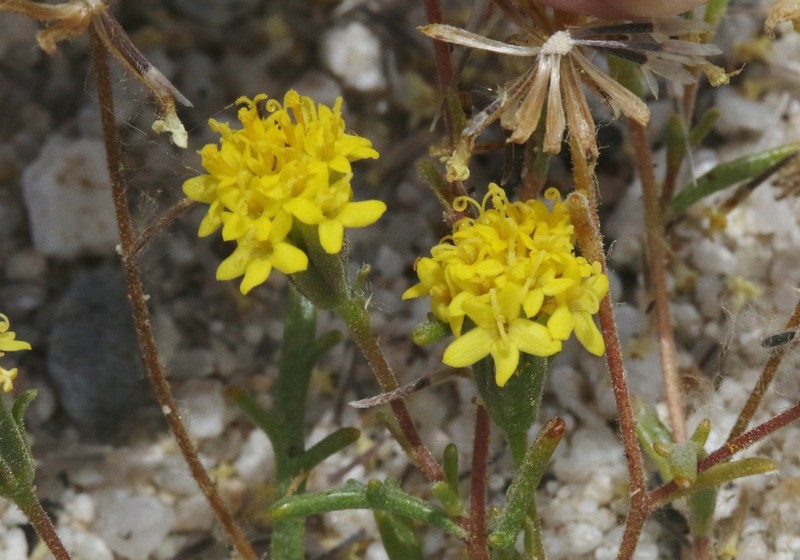 Chaenactis kyhosii photo 4