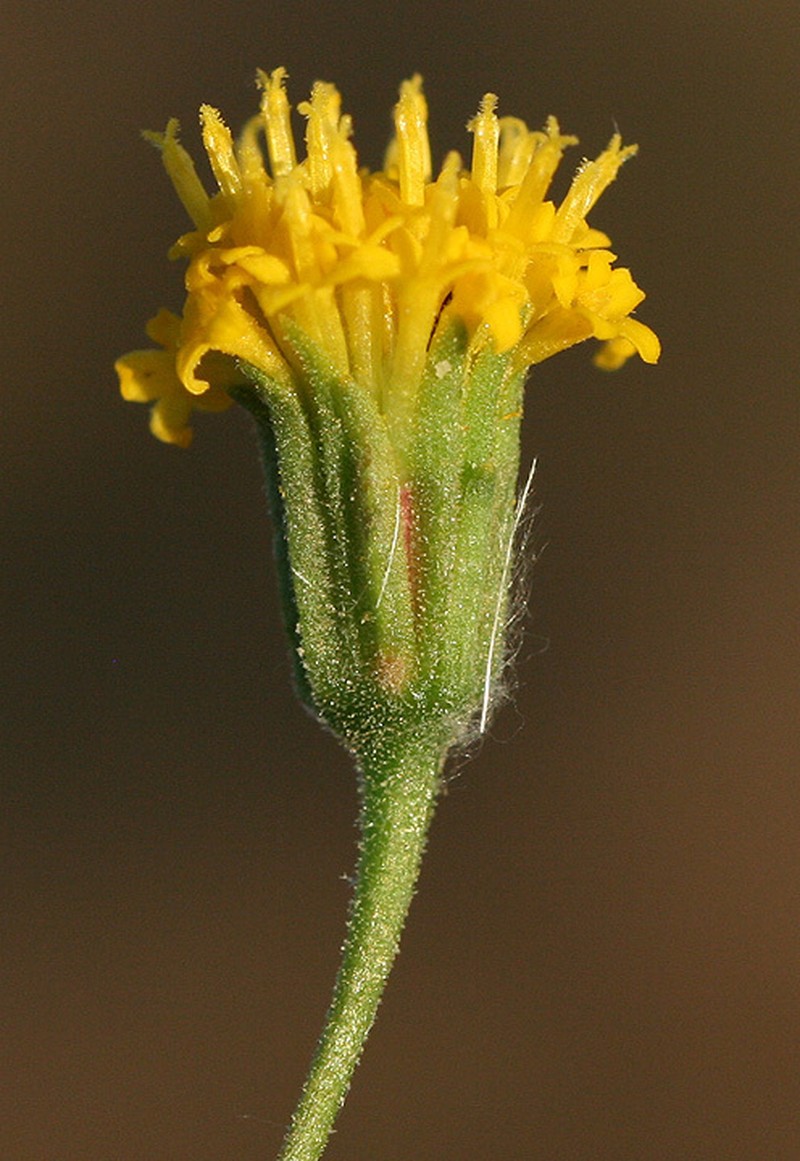 Chaenactis kyhosii photo 5
