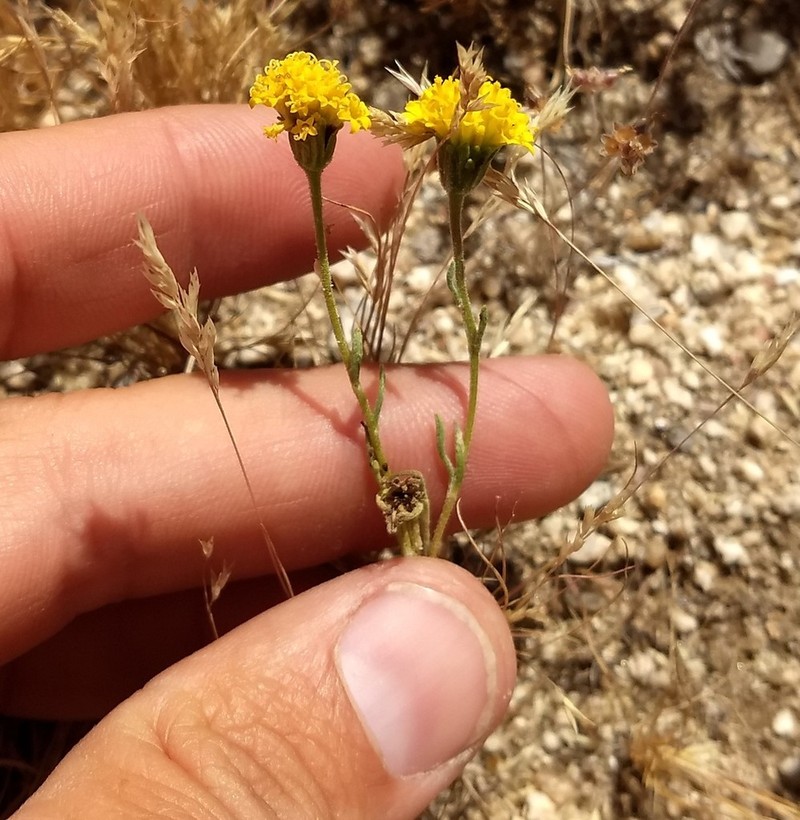 Chaenactis kyhosii photo 6