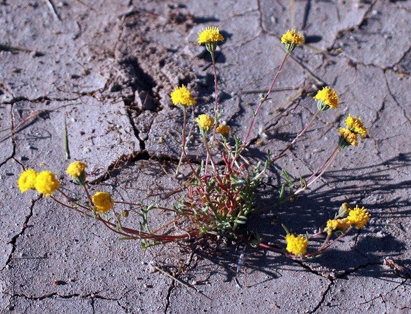 Chaenactis kyhosii photo 7