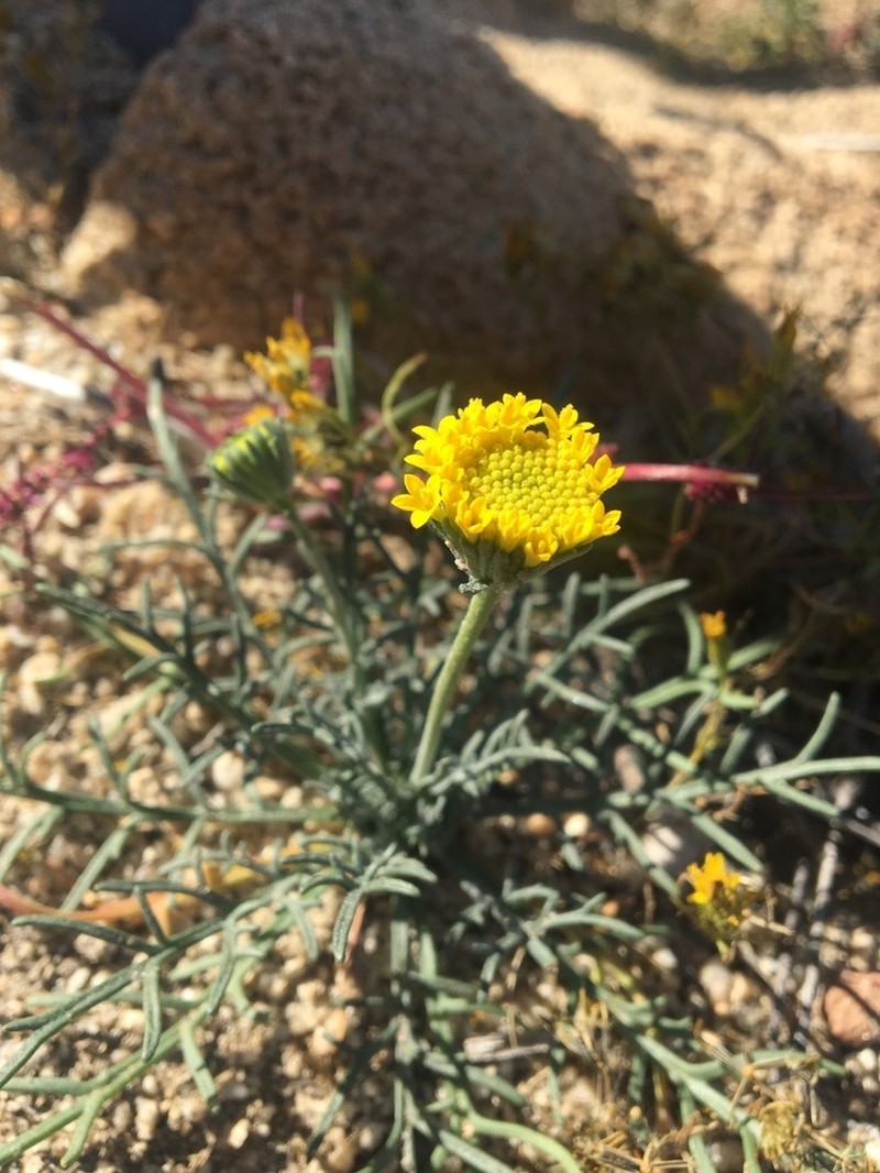 Chaenactis kyhosii photo 8
