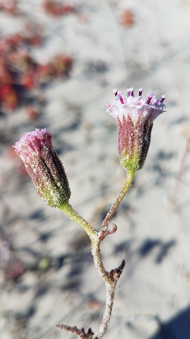 Chaenactis lacera