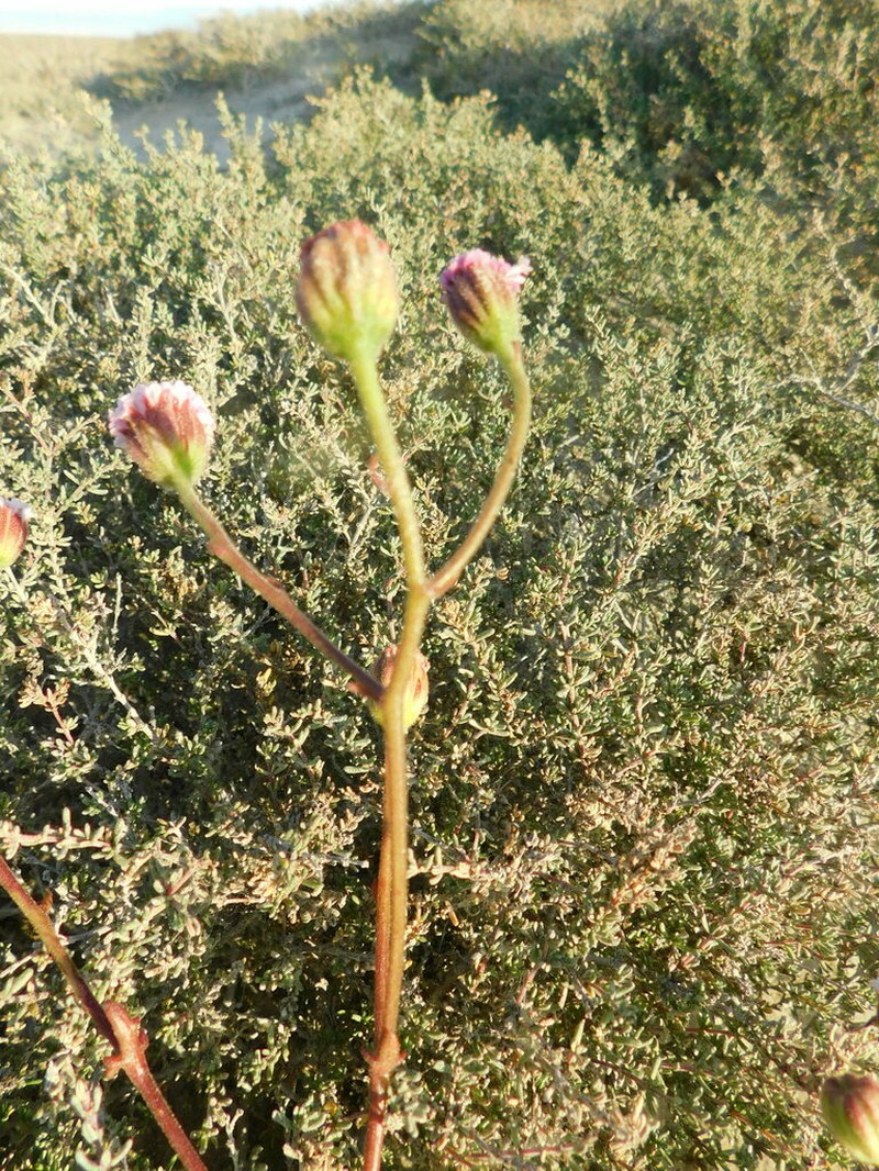 Chaenactis lacera photo 7