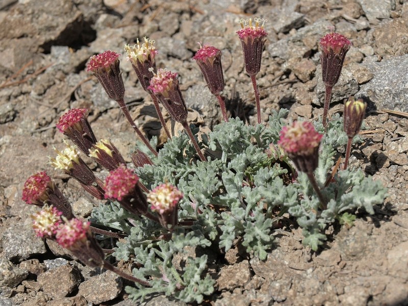 Nevada Dustymaiden