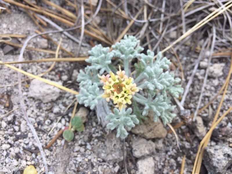 Nevada Dustymaiden photo 4