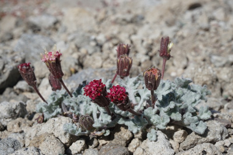 Nevada Dustymaiden photo 5
