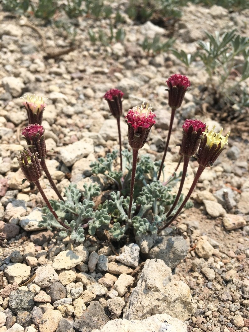 Nevada Dustymaiden photo 7