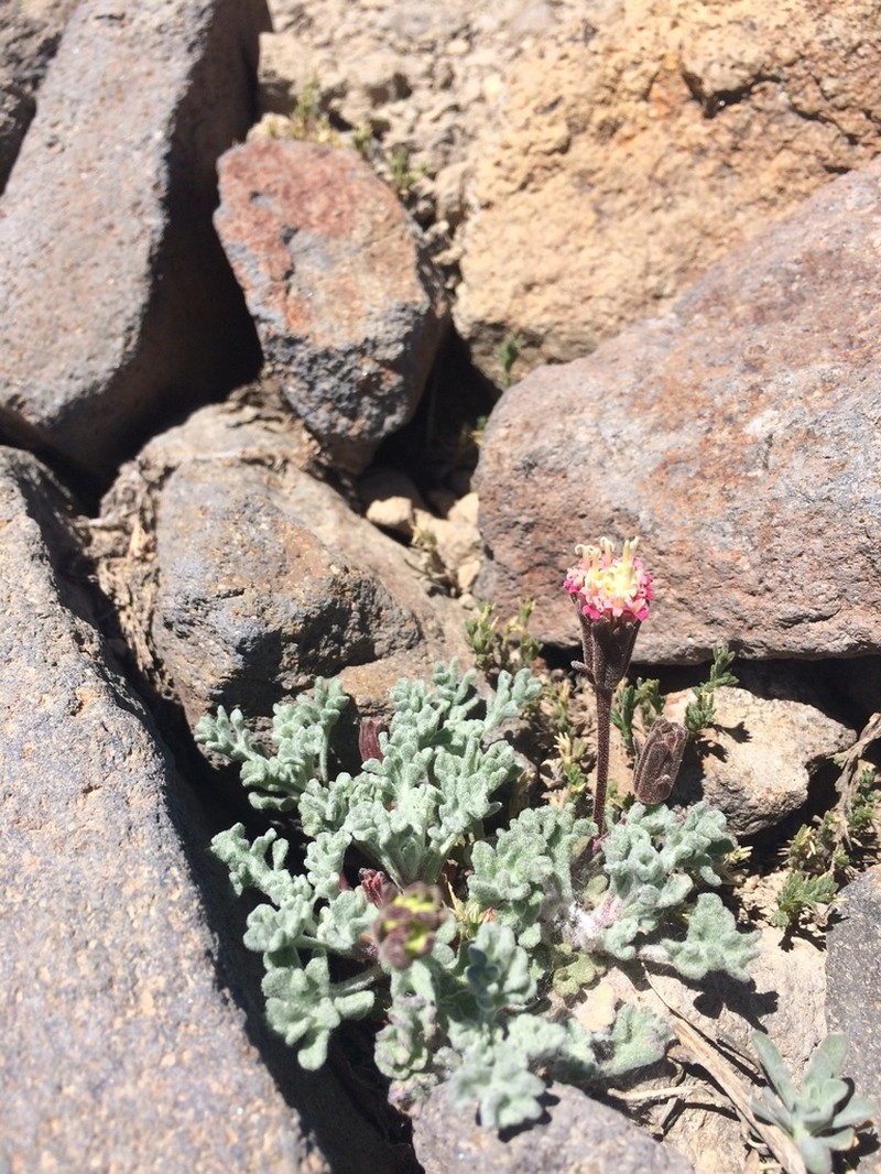 Nevada Dustymaiden photo 8