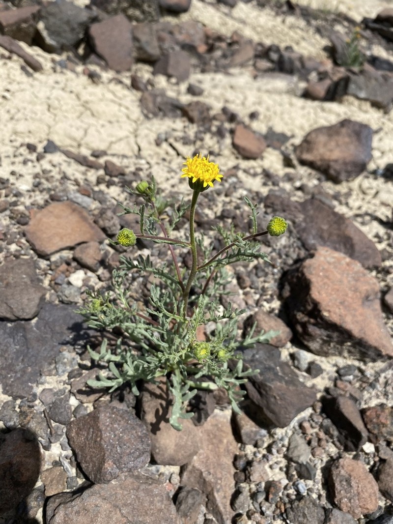 John Day's Pincushion