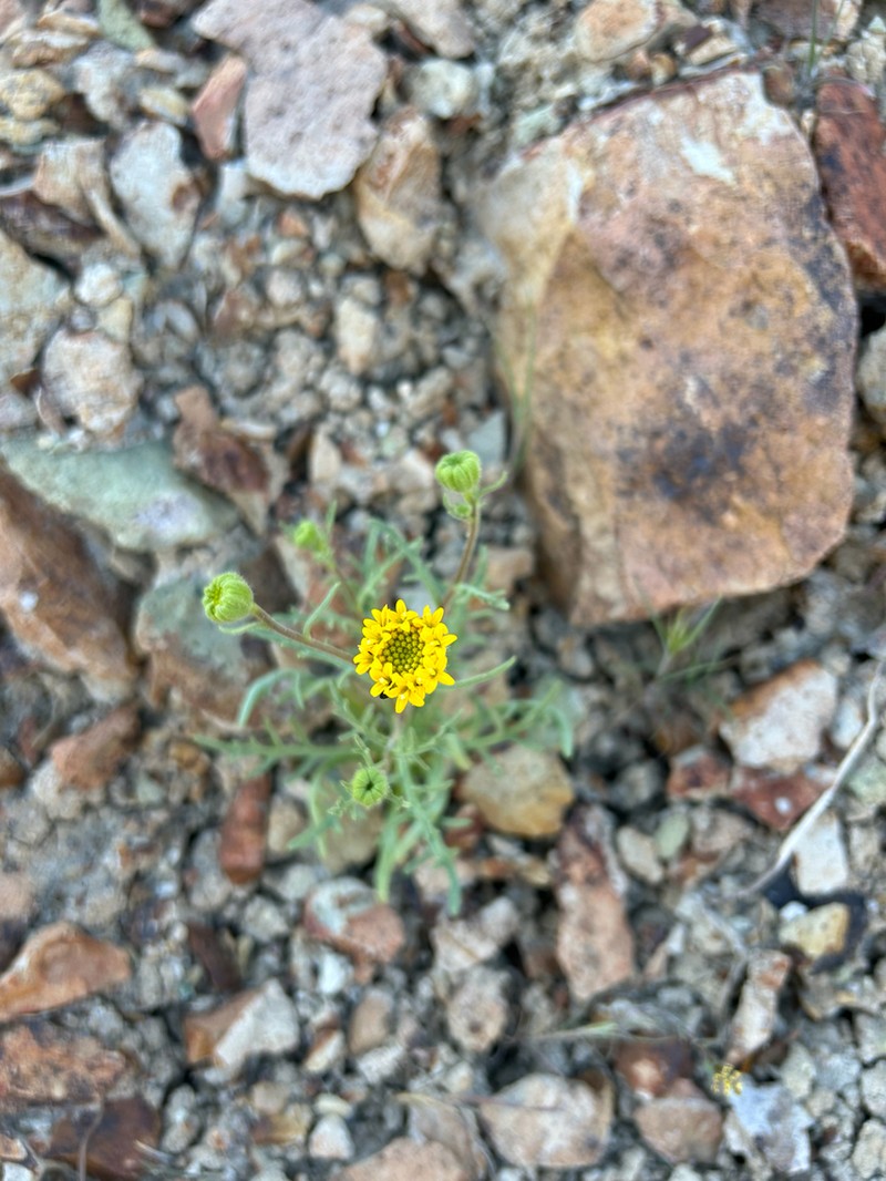 John Day's Pincushion photo 2