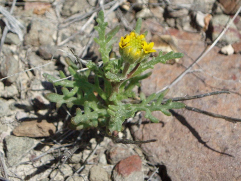 John Day's Pincushion photo 3