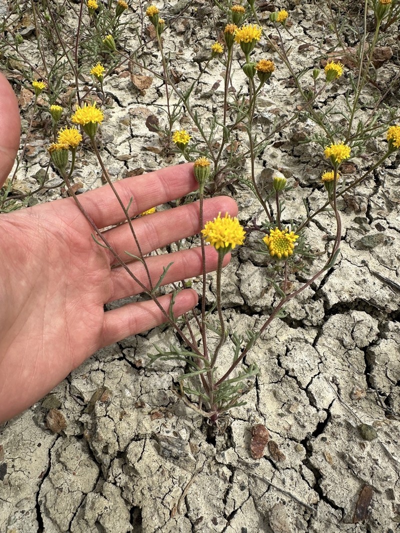 John Day's Pincushion photo 4