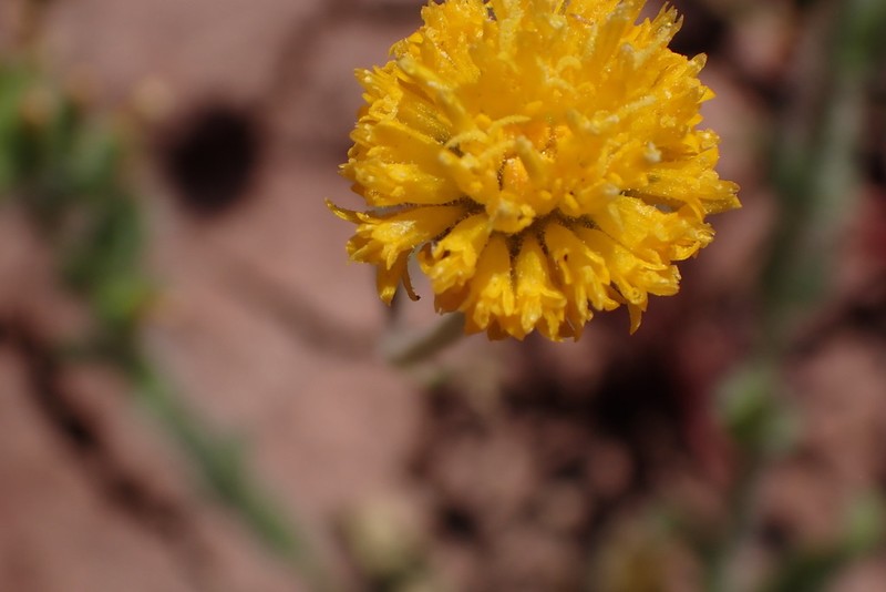 John Day's Pincushion photo 5