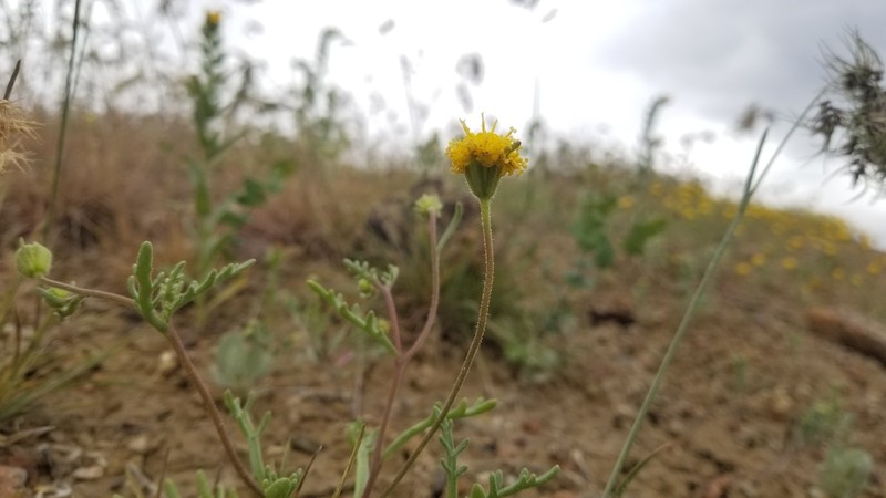 John Day's Pincushion photo 6