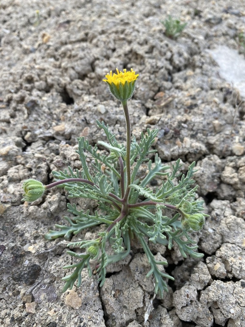 John Day's Pincushion photo 7