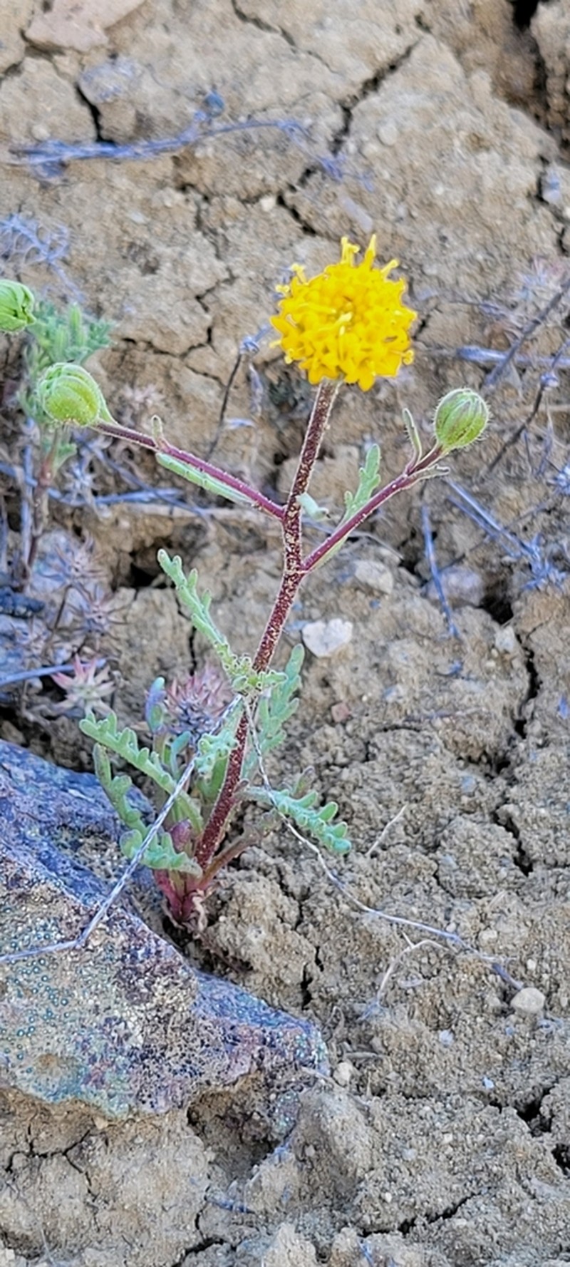 John Day's Pincushion photo 8