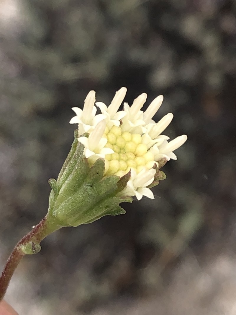 Parish's Chaenactis