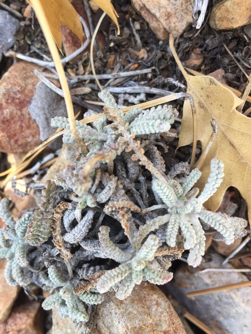 Santolina Pincushion