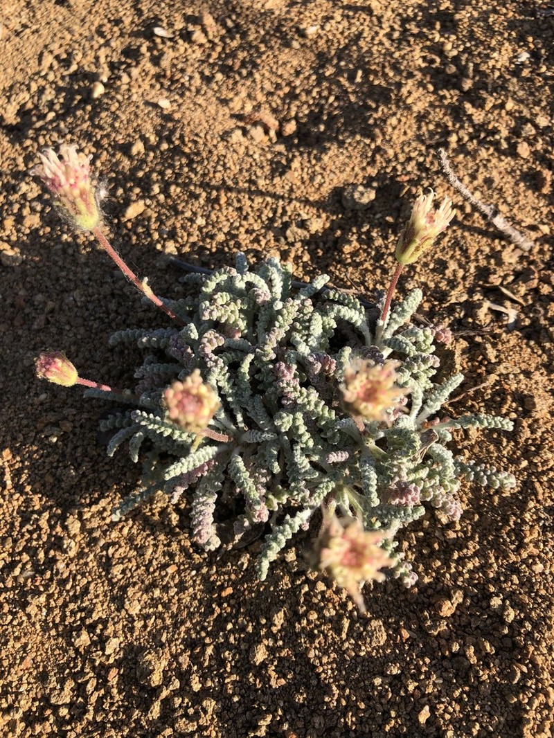 Santolina Pincushion photo 2