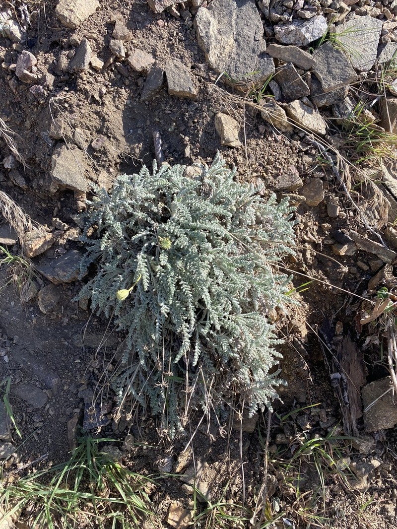 Santolina Pincushion photo 3
