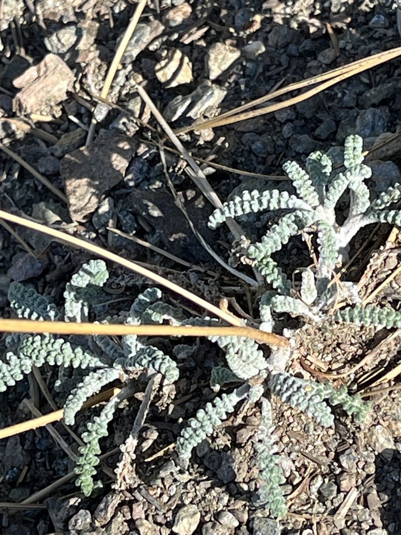 Santolina Pincushion photo 4