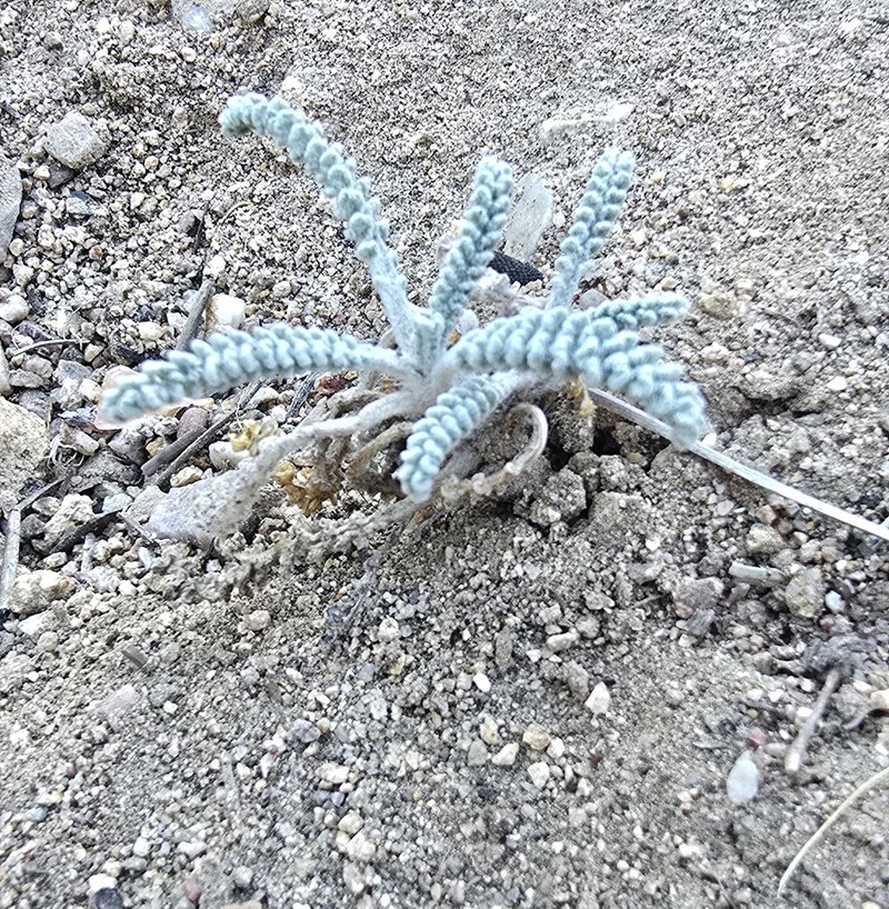 Santolina Pincushion photo 5