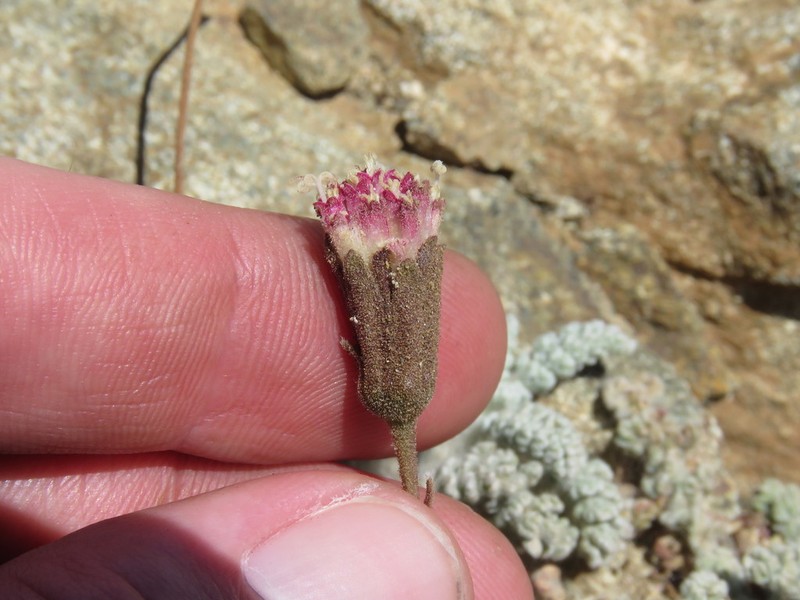 Santolina Pincushion photo 6