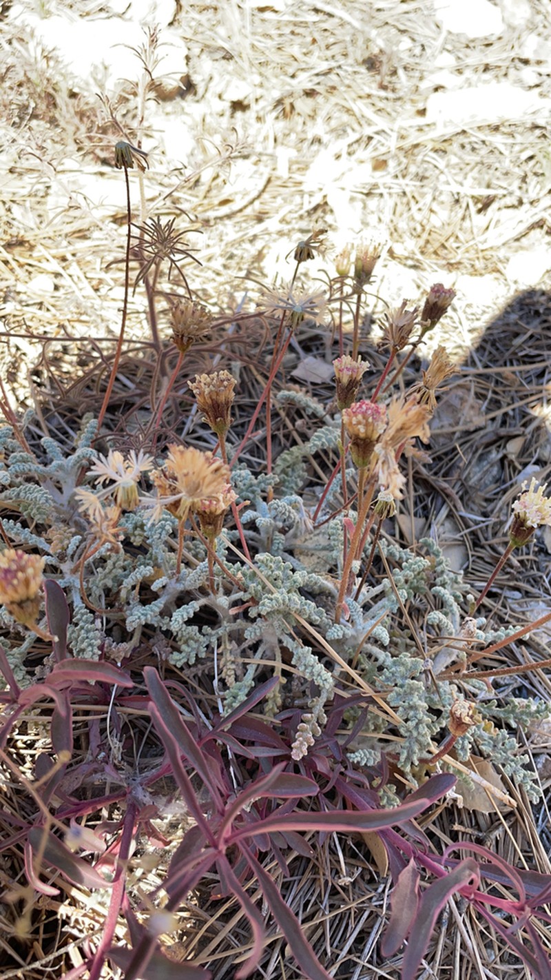 Santolina Pincushion photo 7