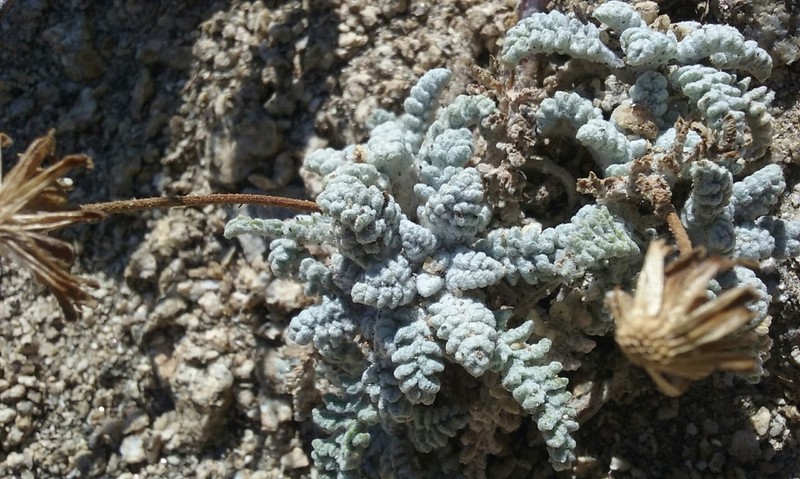 Santolina Pincushion photo 8