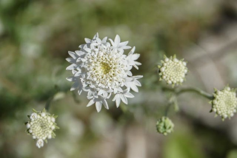 Esteve's Pincushion