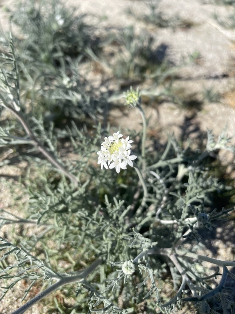 Esteve's Pincushion photo 2