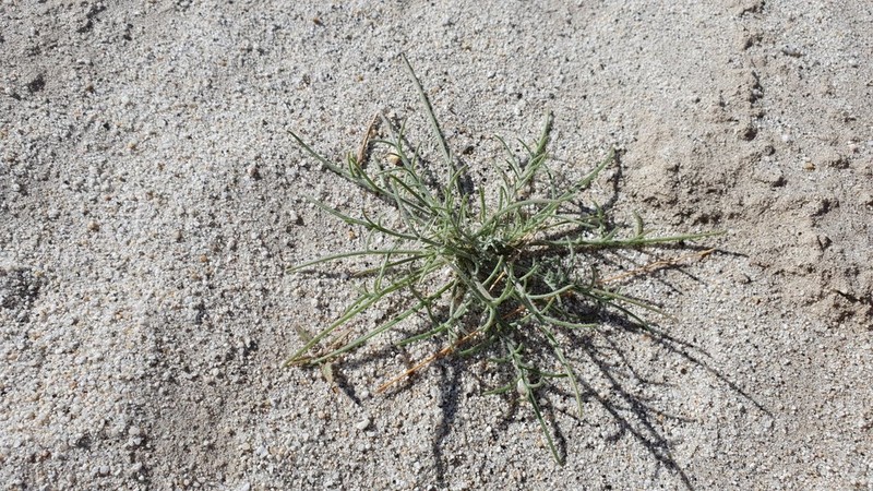 Esteve's Pincushion photo 3