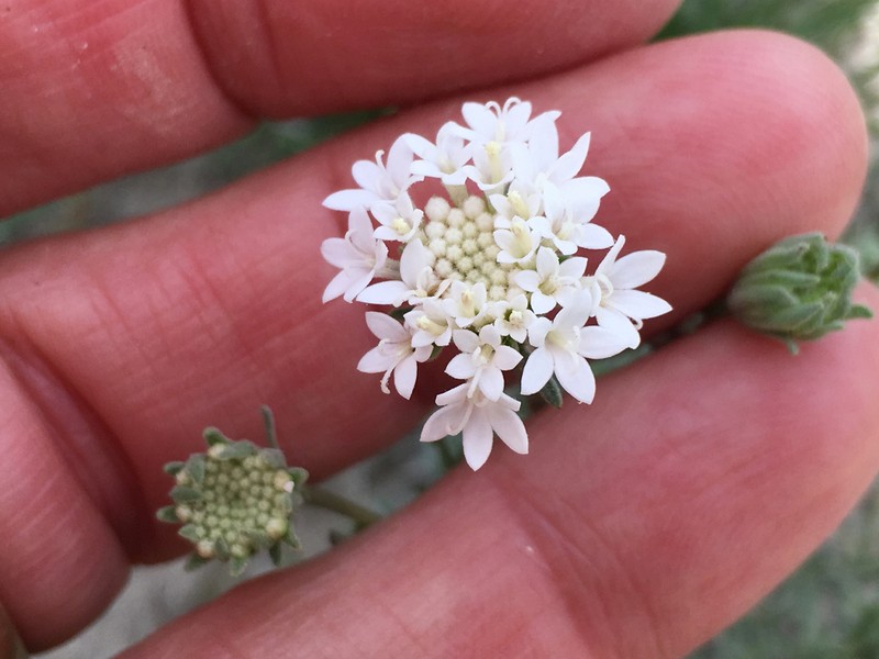 Esteve's Pincushion photo 4