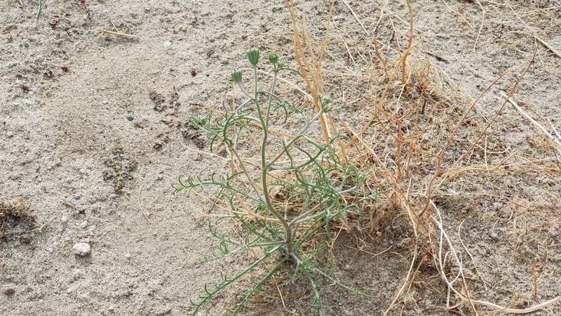 Esteve's Pincushion photo 5