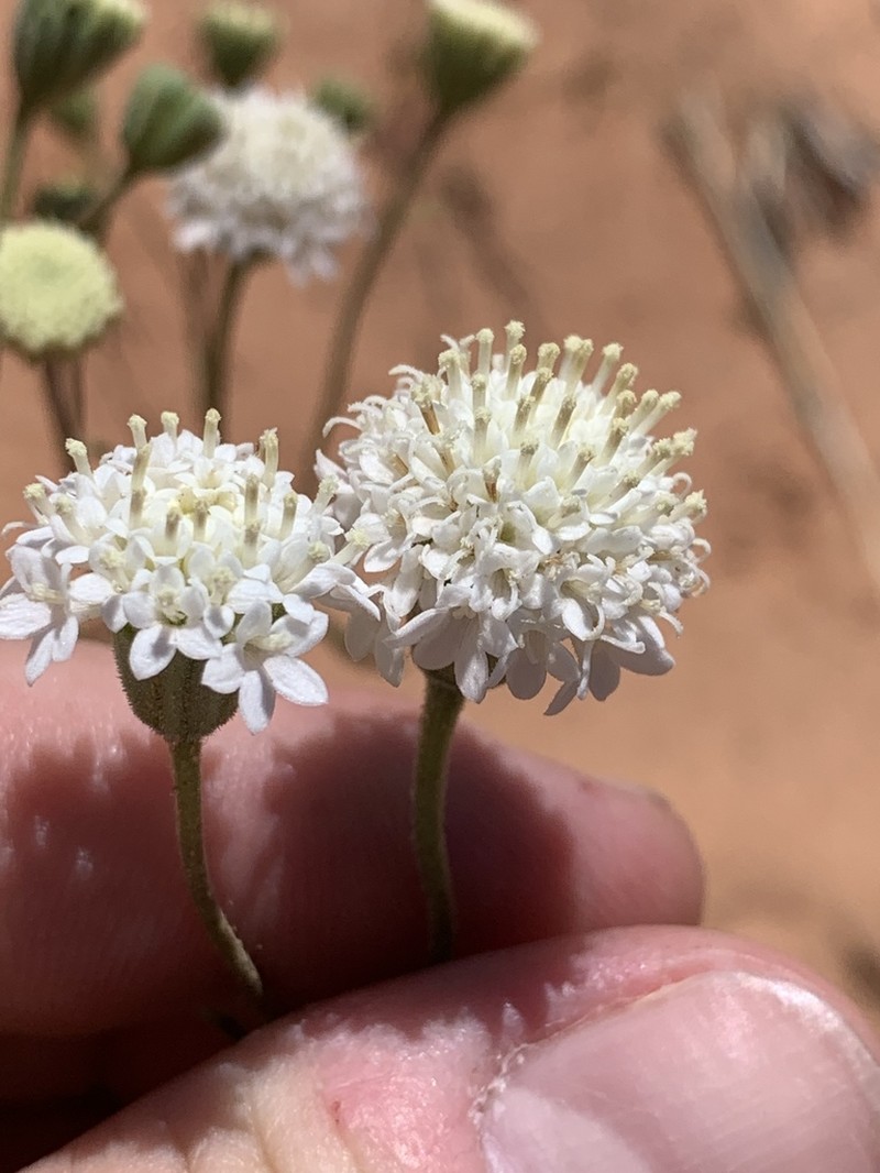 Esteve's Pincushion photo 7