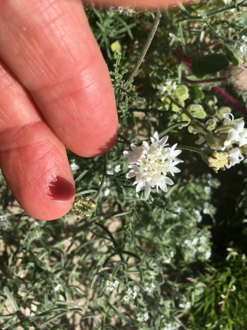 Esteve's Pincushion photo 8