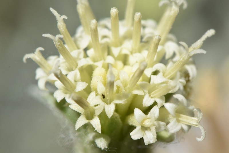 Shasta Chaenactis