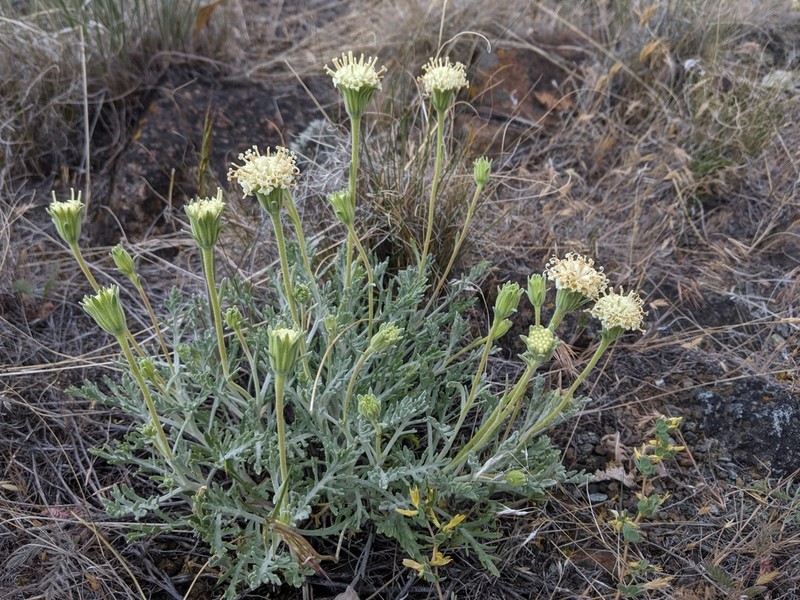 Shasta Chaenactis photo 4