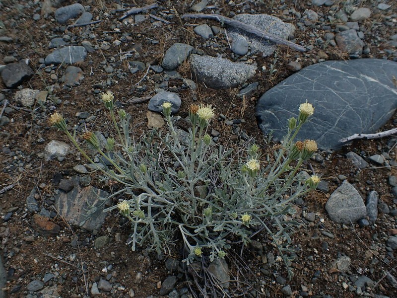 Shasta Chaenactis photo 5
