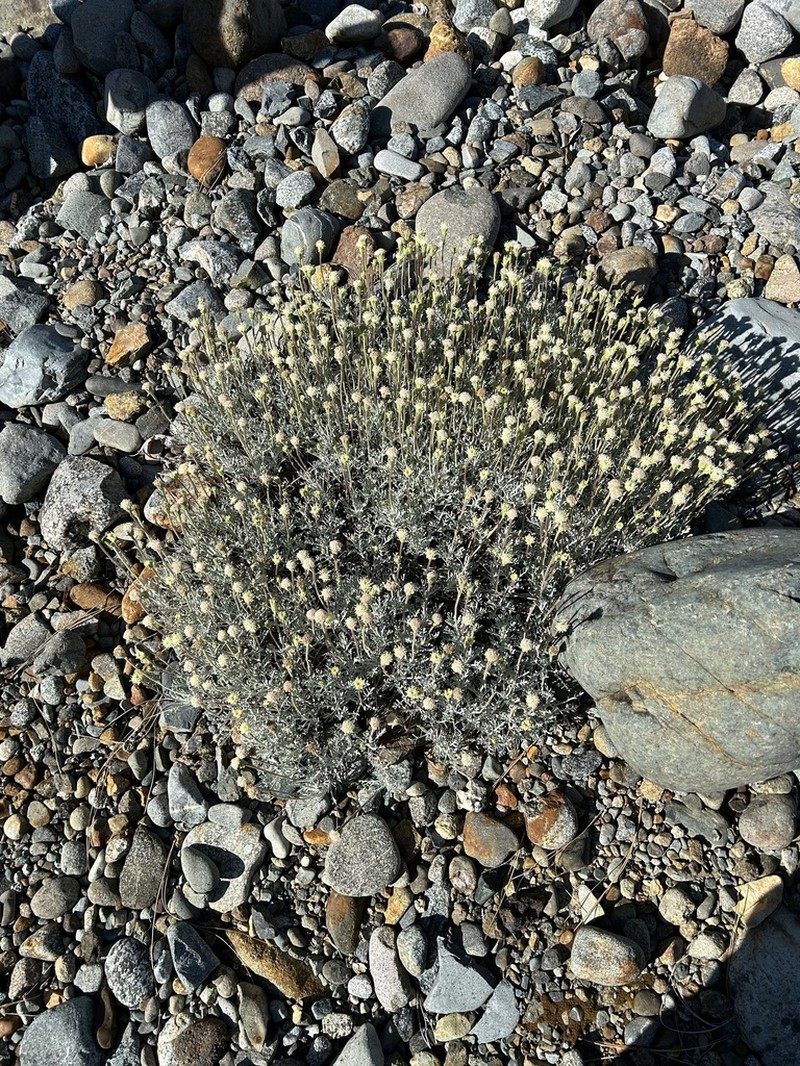 Shasta Chaenactis photo 8